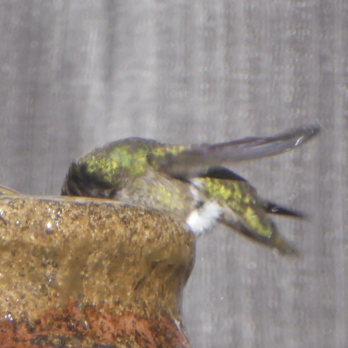 Anna's Hummingbird - ML646477370