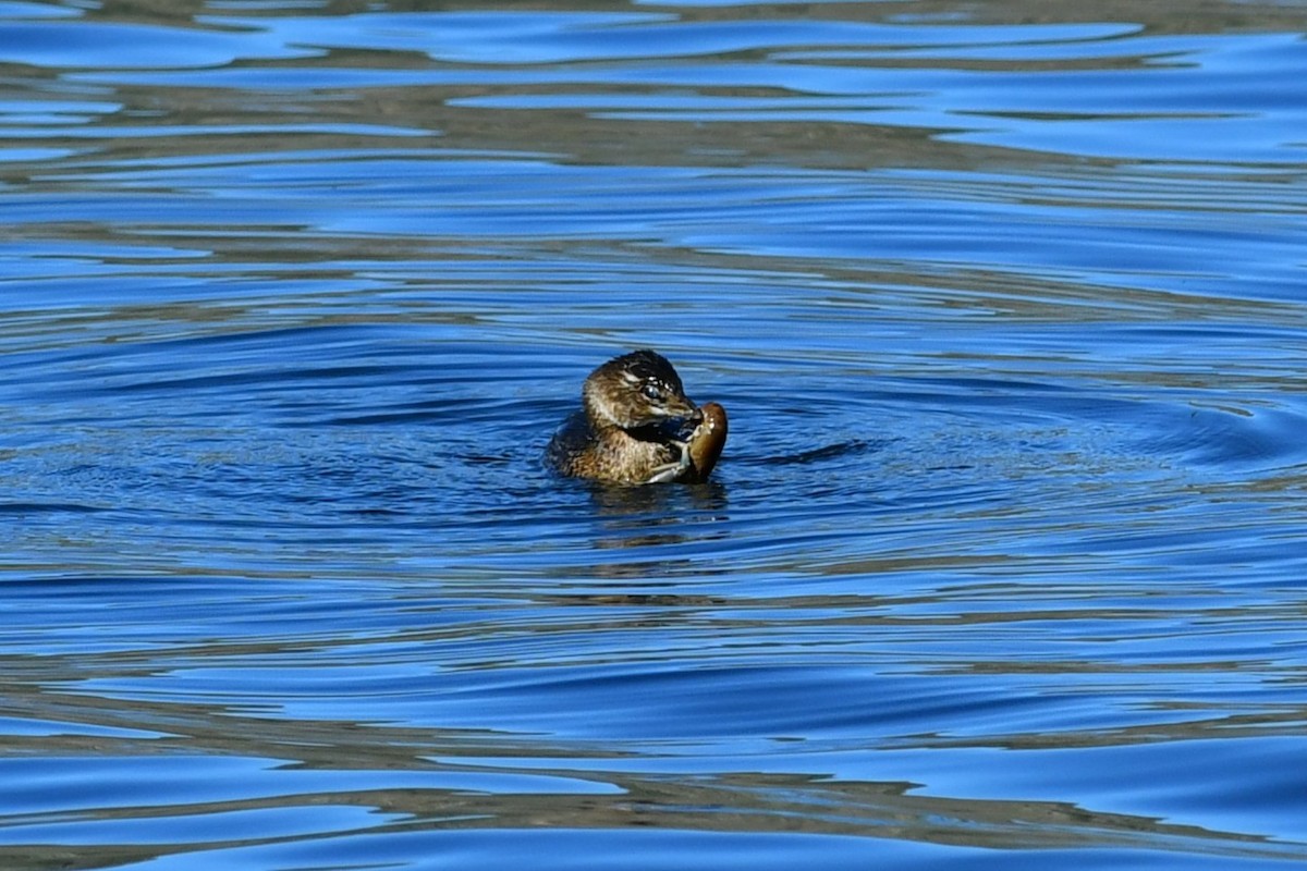 Pied-billed Grebe - ML646477373