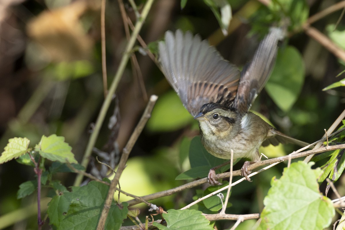 Swamp Sparrow - ML646477374