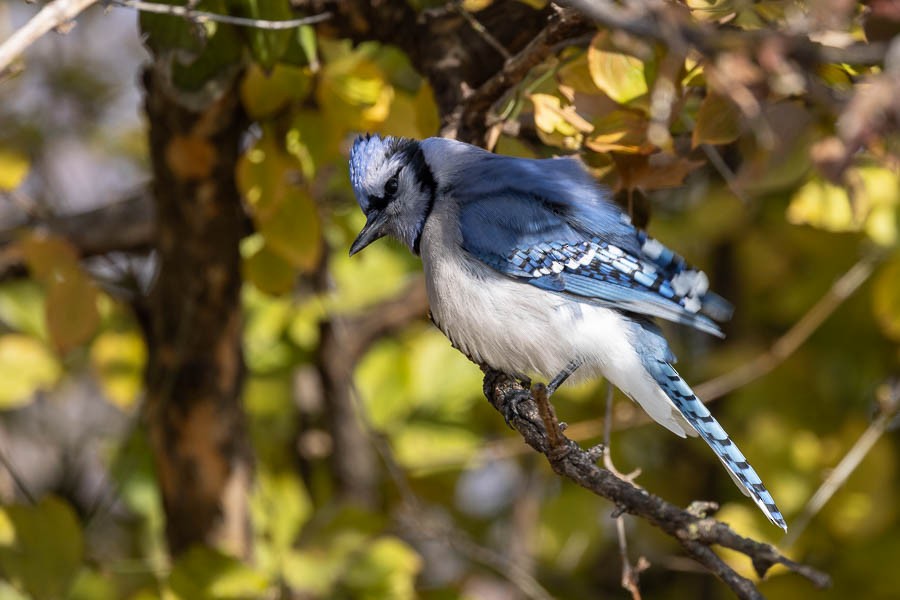 Blue Jay - ML646477375