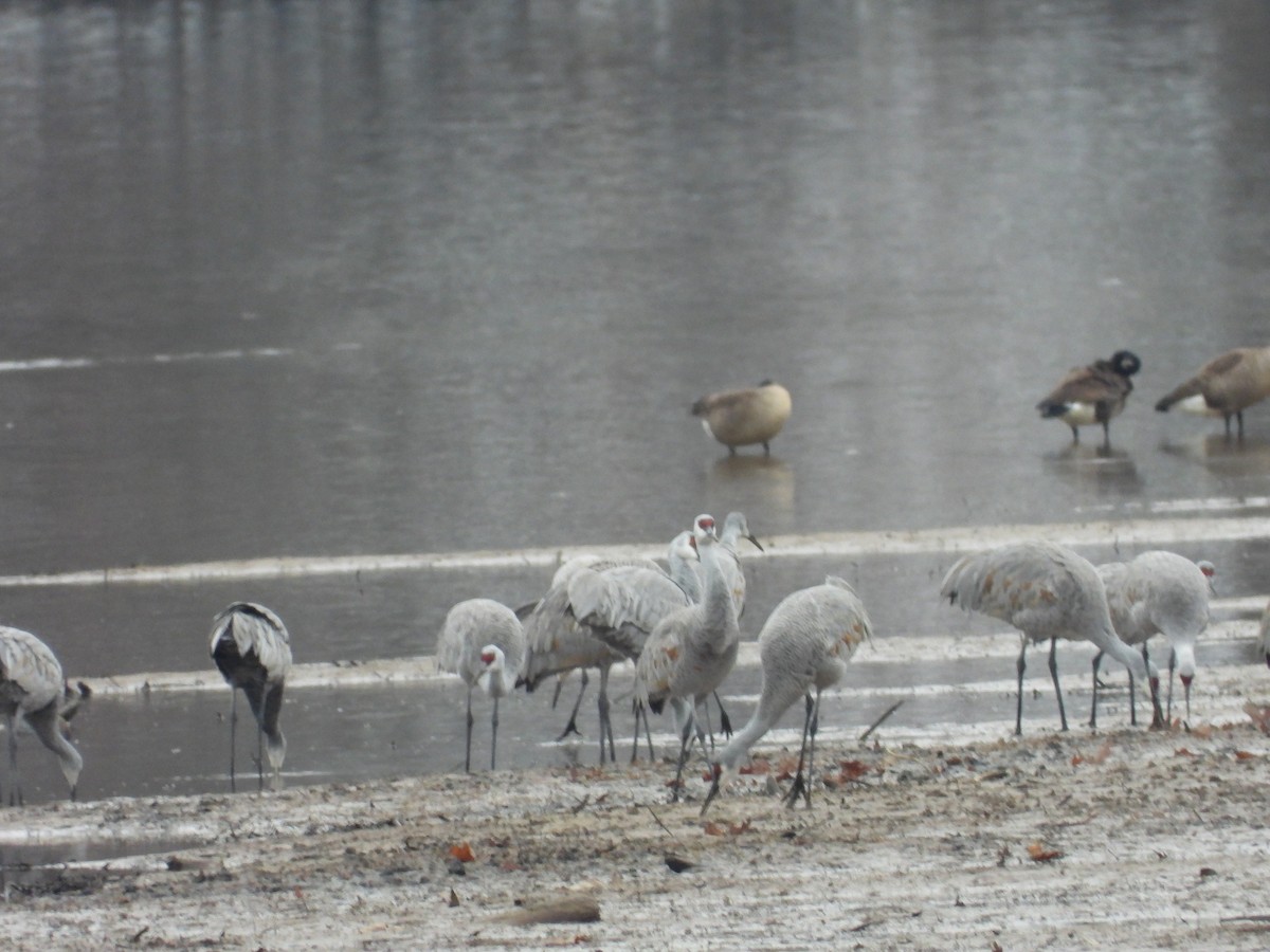 Sandhill Crane - ML646477377