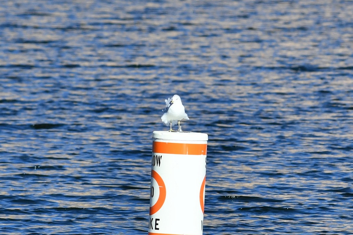 Ring-billed Gull - ML646477378