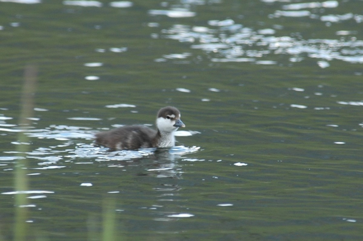 Harlequin Duck - ML646477379