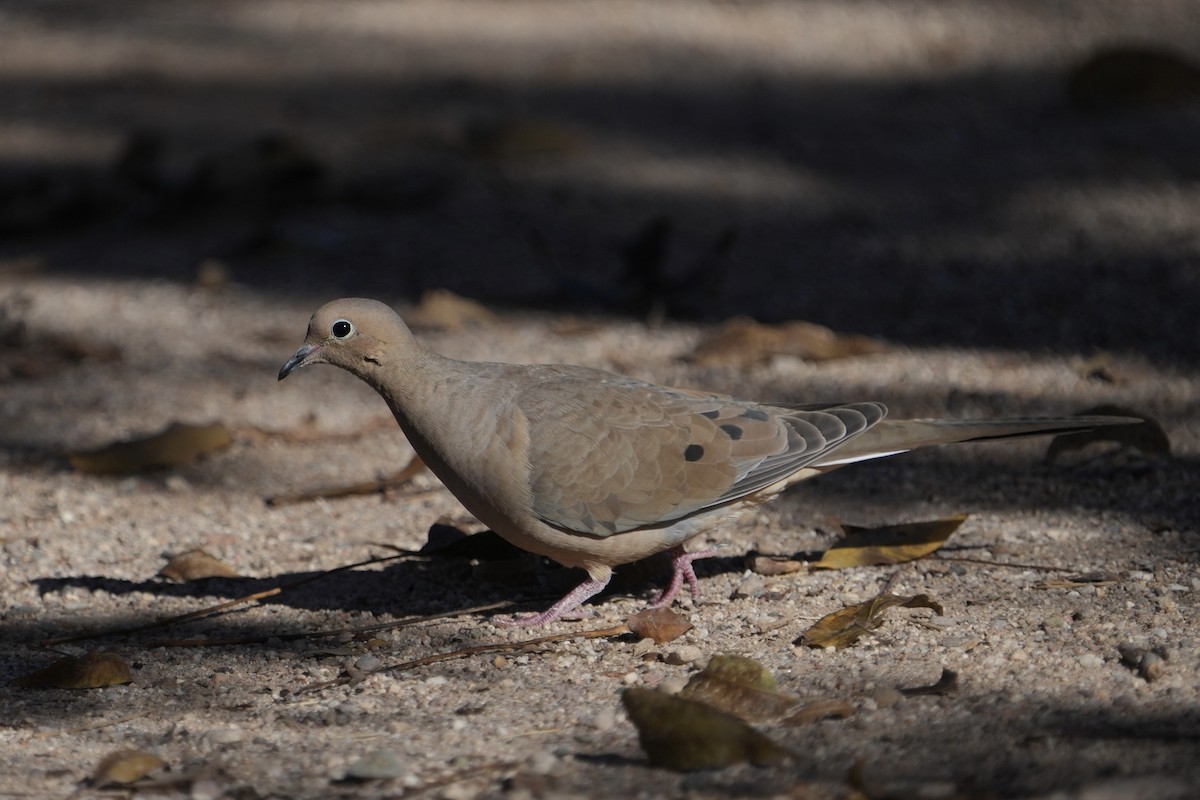 Mourning Dove - ML646477380