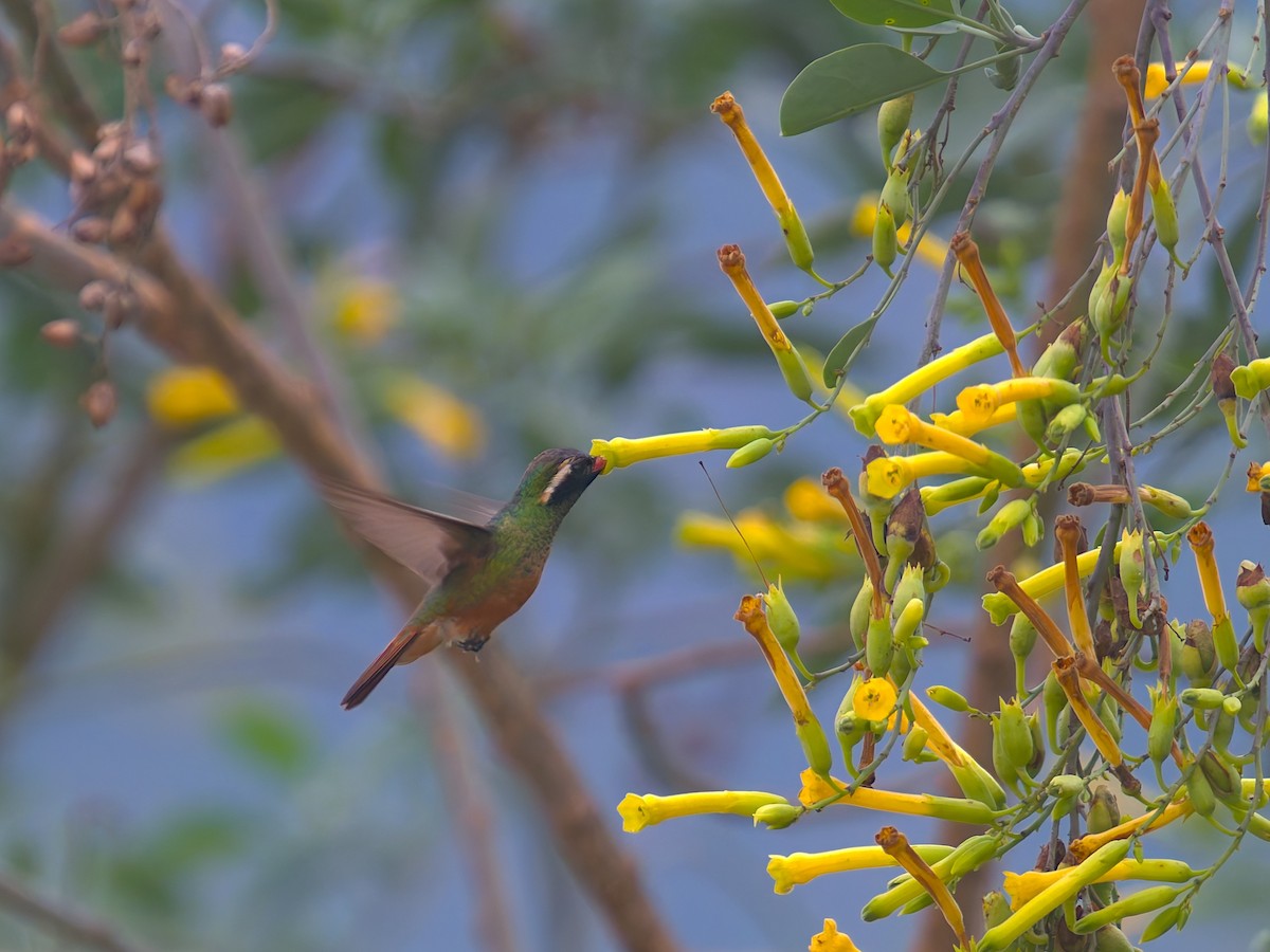 Xantus's Hummingbird - ML646477381