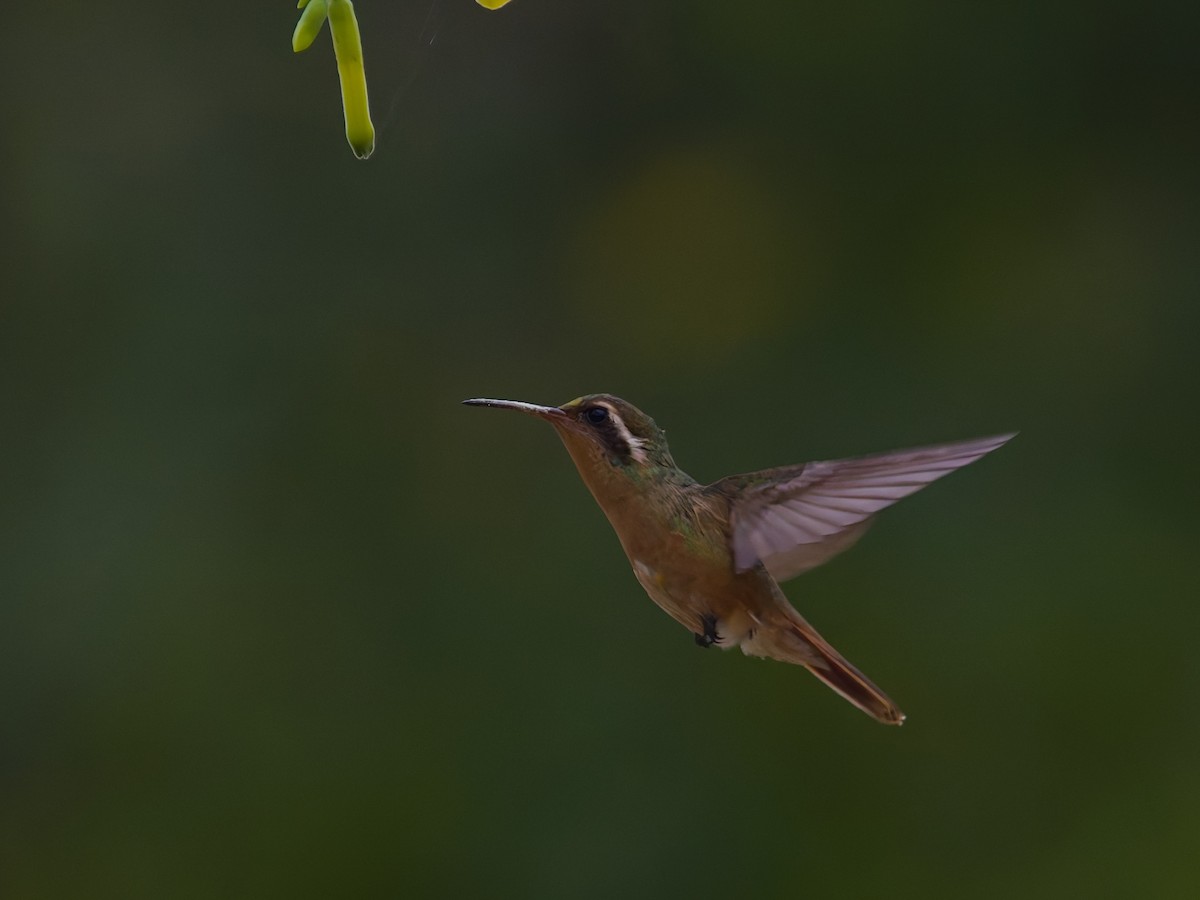 Xantus's Hummingbird - ML646477382