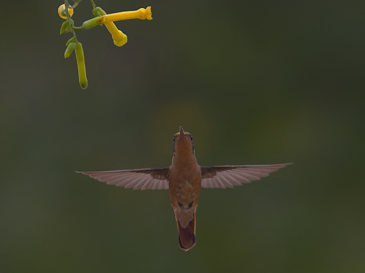 Xantus's Hummingbird - ML646477383