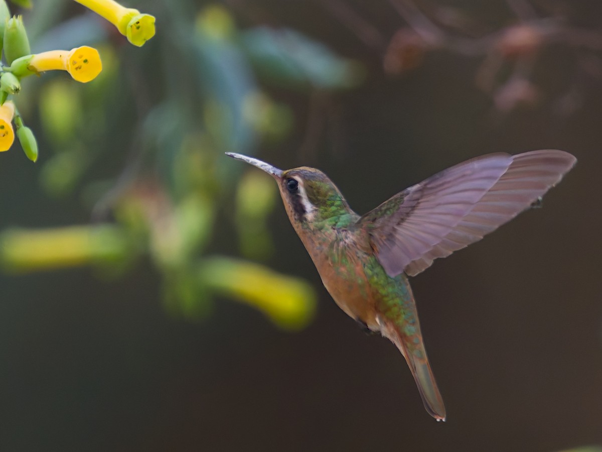 Xantus's Hummingbird - ML646477384