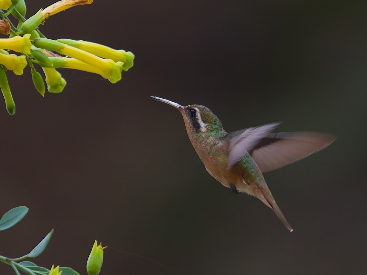 Xantus's Hummingbird - ML646477385
