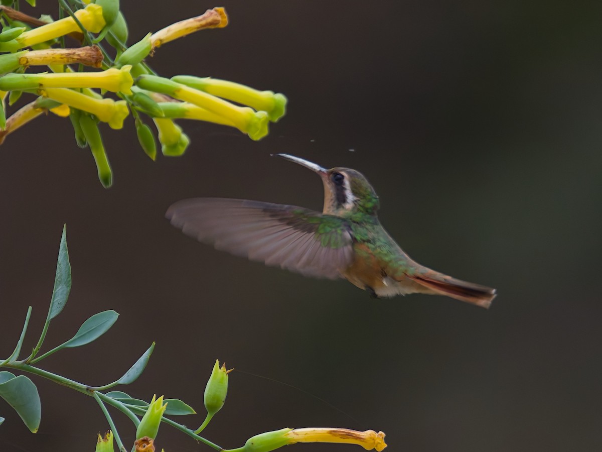 Xantus's Hummingbird - ML646477386
