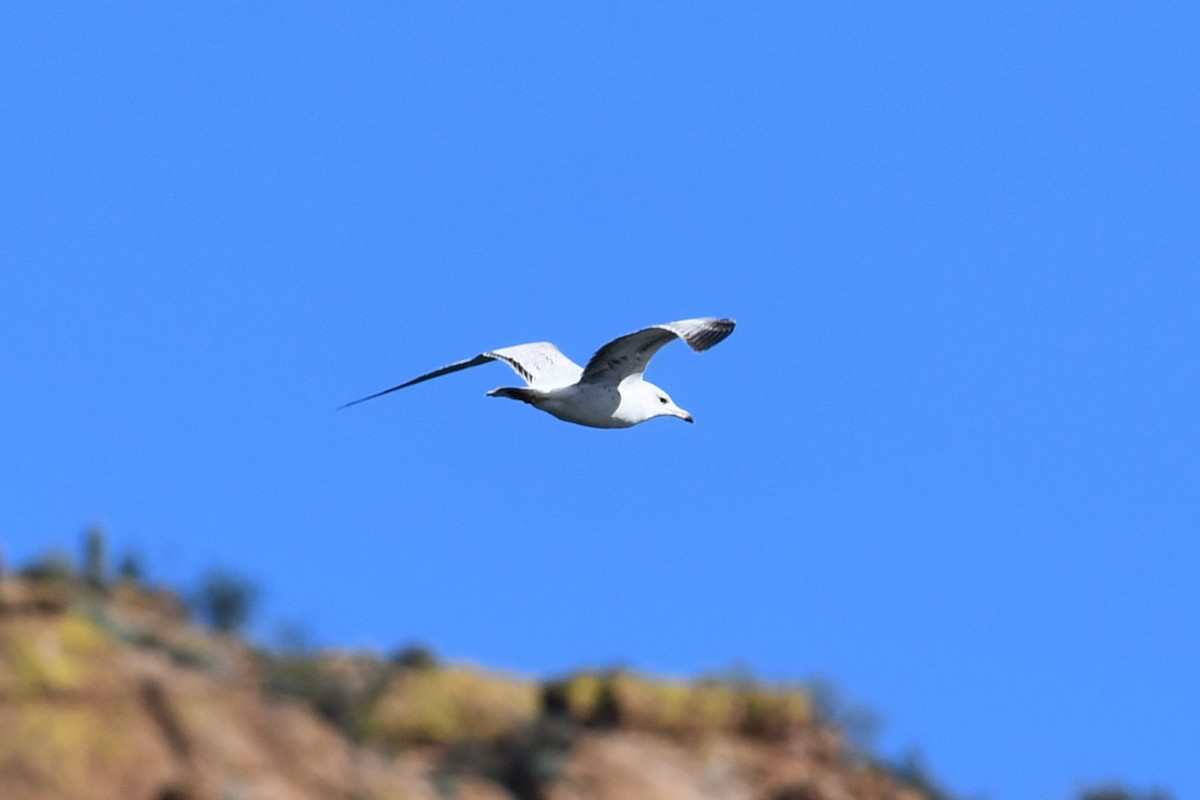 Ring-billed Gull - ML646477388