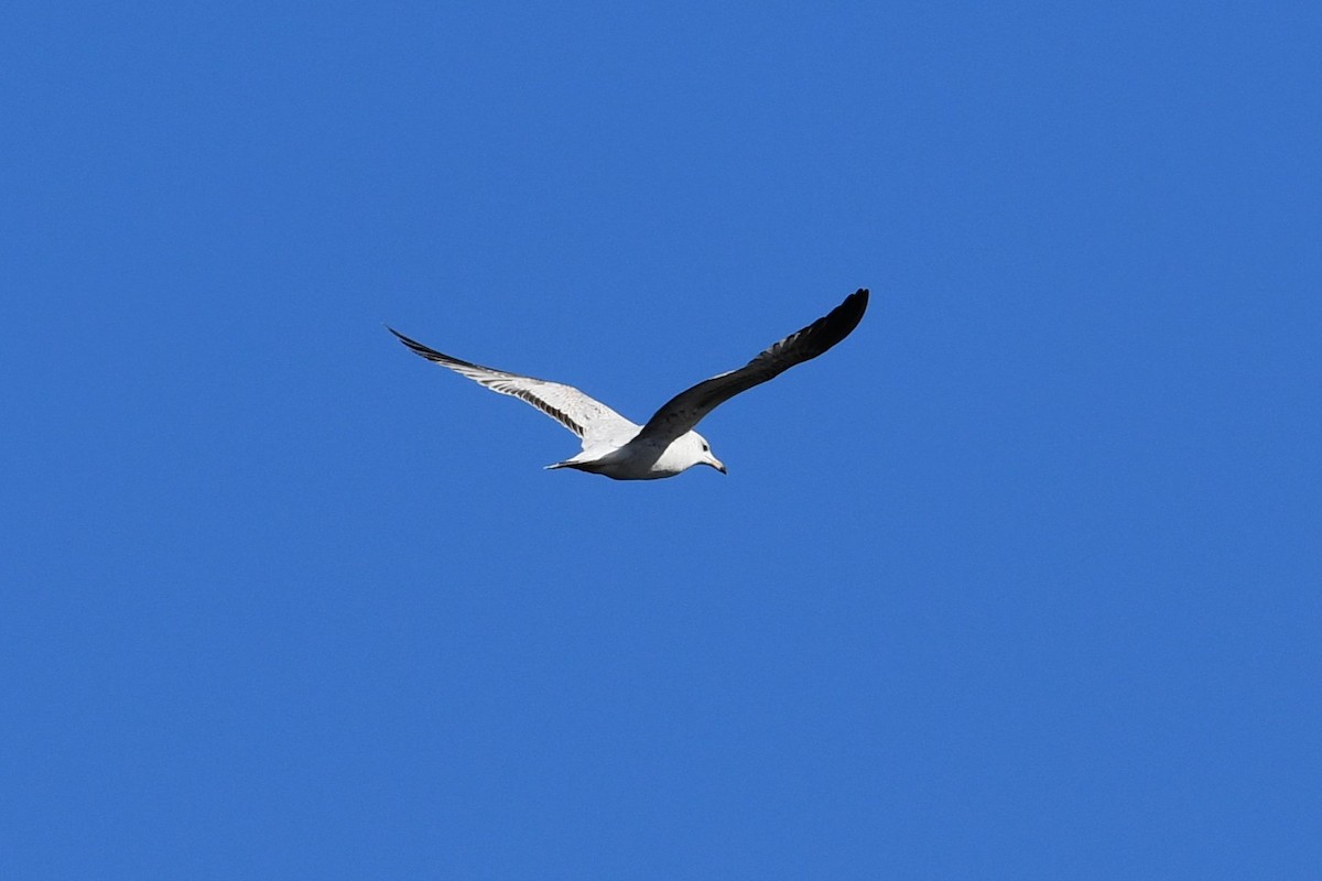 Ring-billed Gull - ML646477390