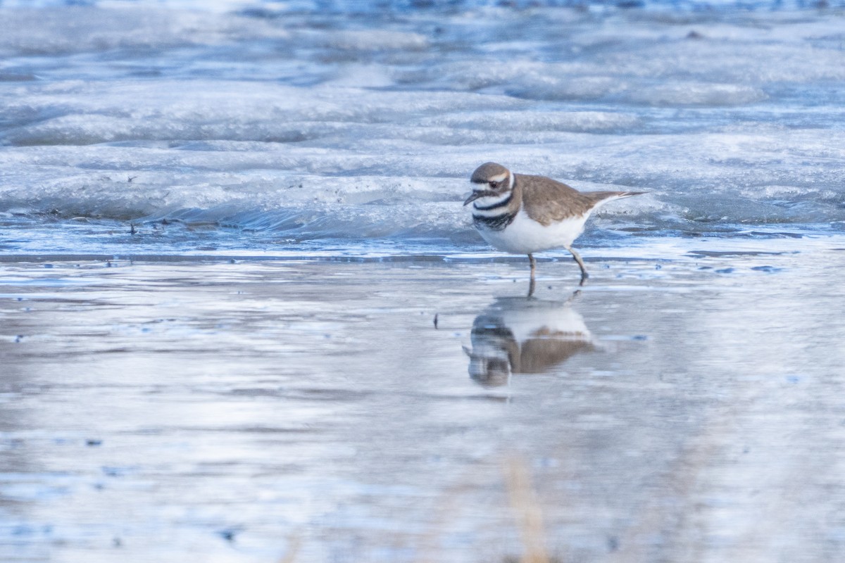 Killdeer - ML646477391