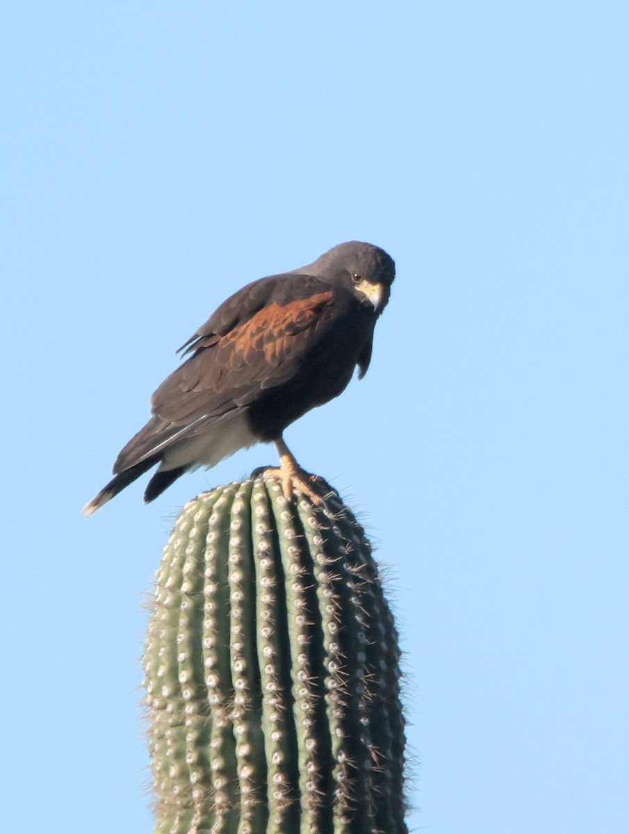 Harris's Hawk - ML646477392