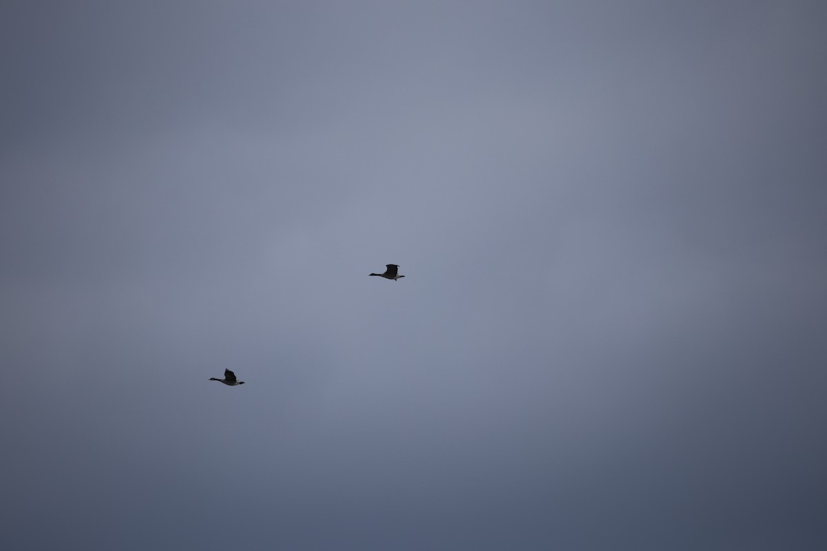 Canada Goose - ML646477393