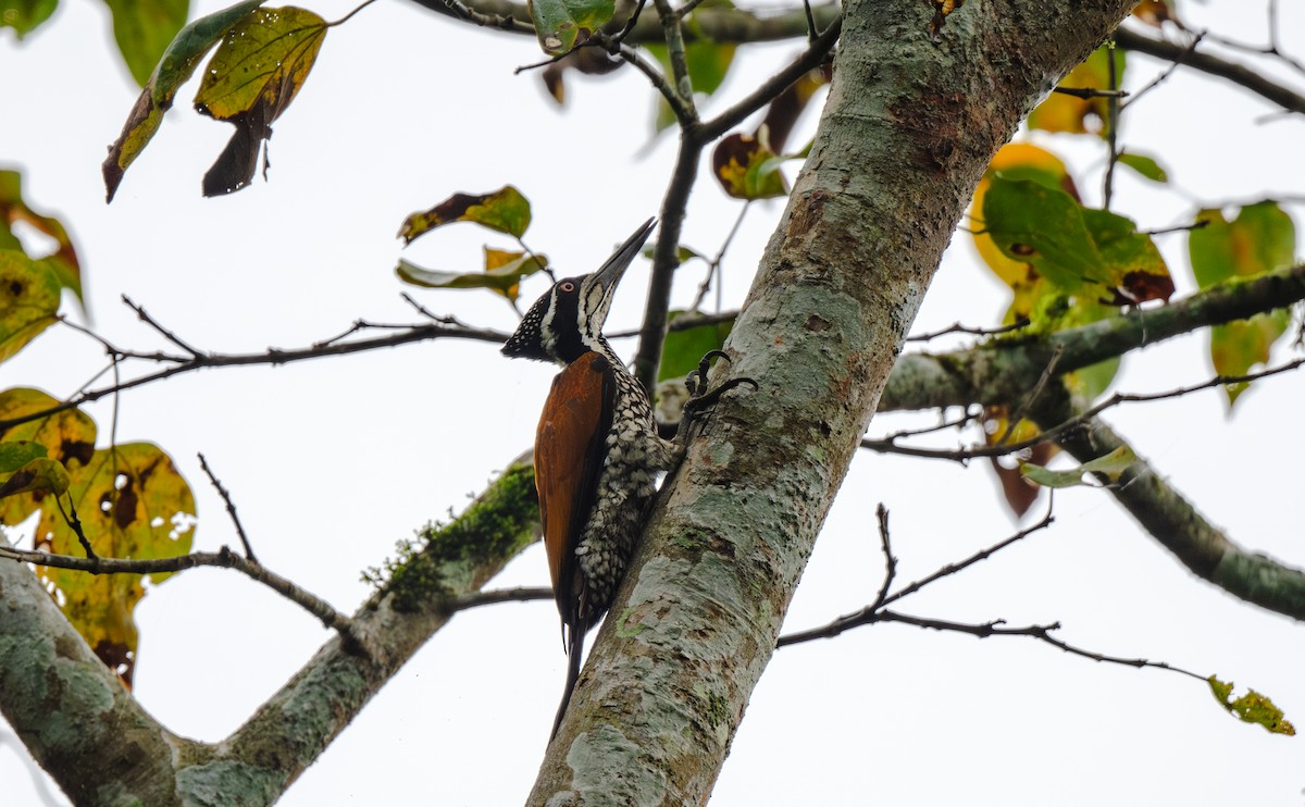Greater Flameback - ML646477396