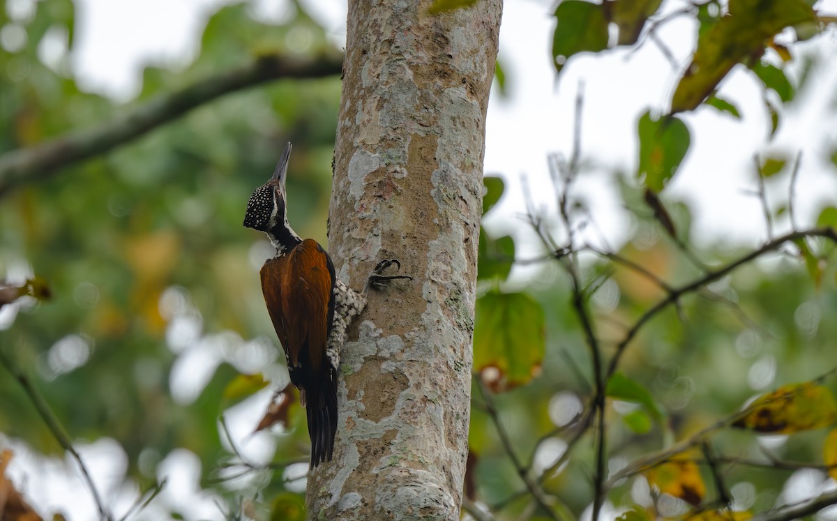 Greater Flameback - ML646477397