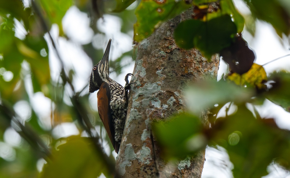 Greater Flameback - ML646477398