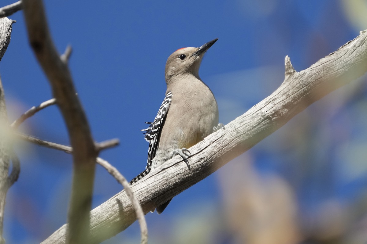 Gila Woodpecker - ML646477405