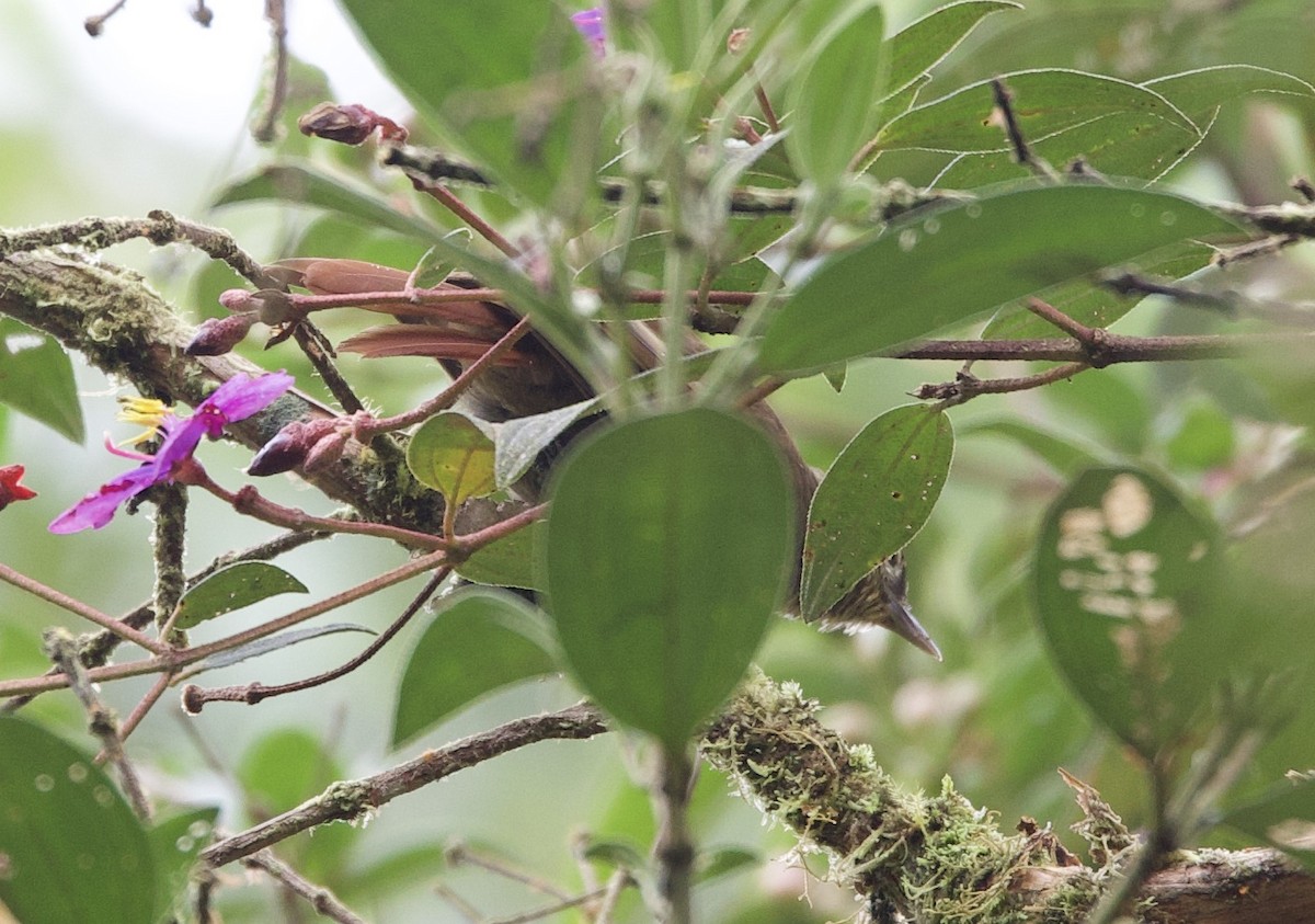 Кордильерская иглохвостка - ML646477407