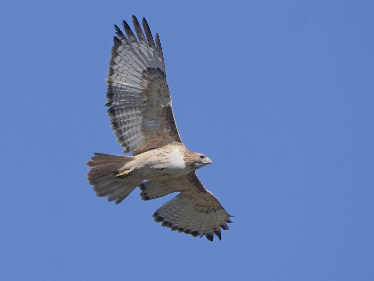 アカオノスリ - ML646477409