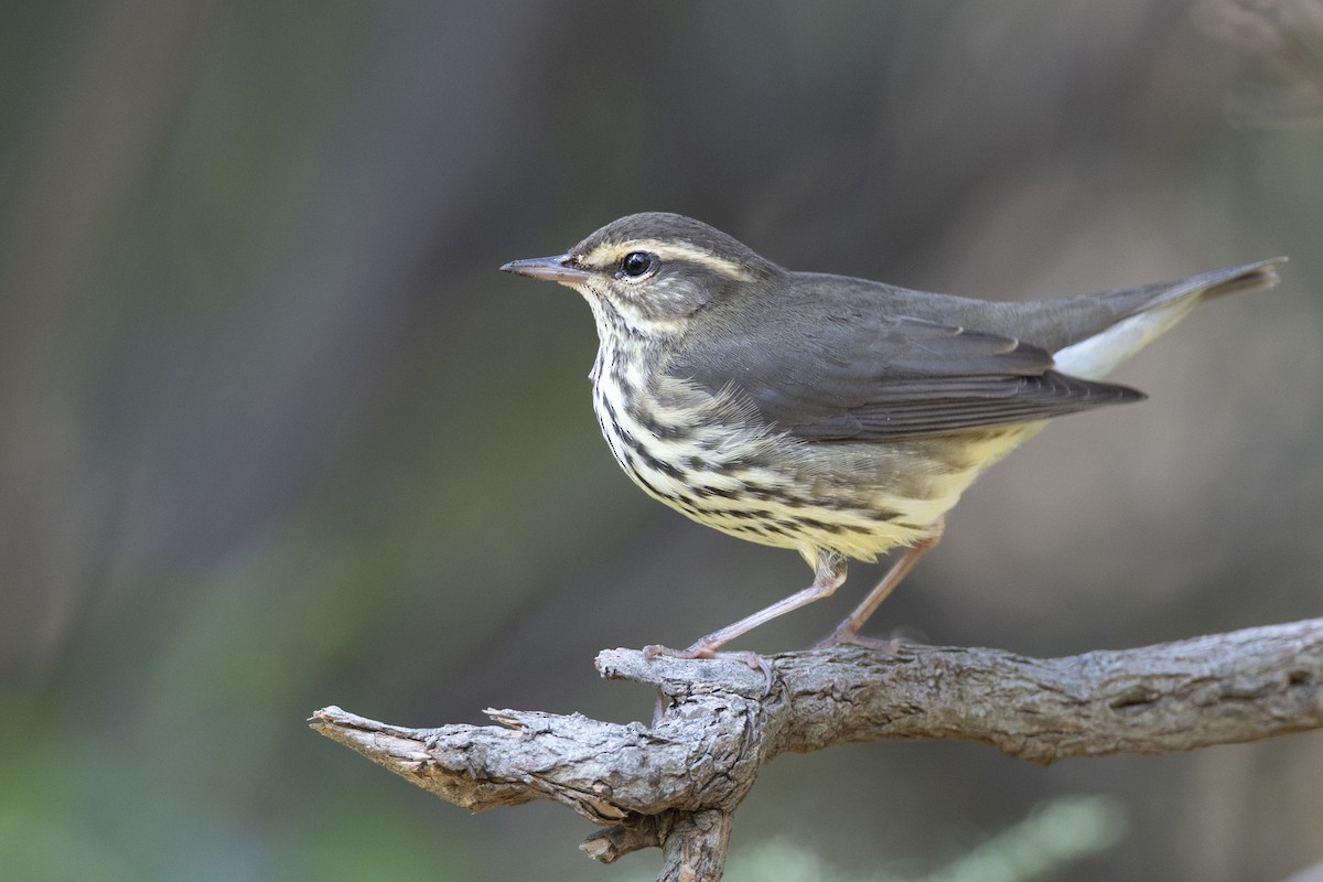 Northern Waterthrush - ML646477410