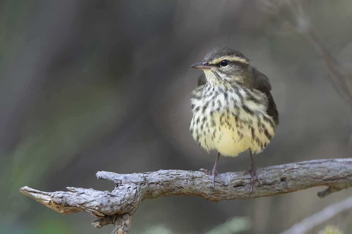 Northern Waterthrush - ML646477411