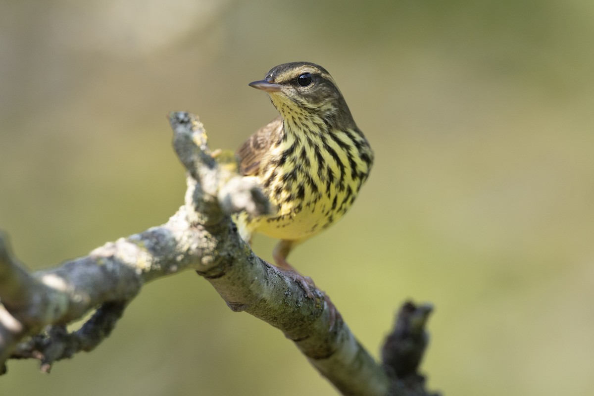 Northern Waterthrush - ML646477412