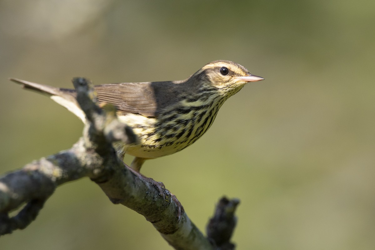 Northern Waterthrush - ML646477413