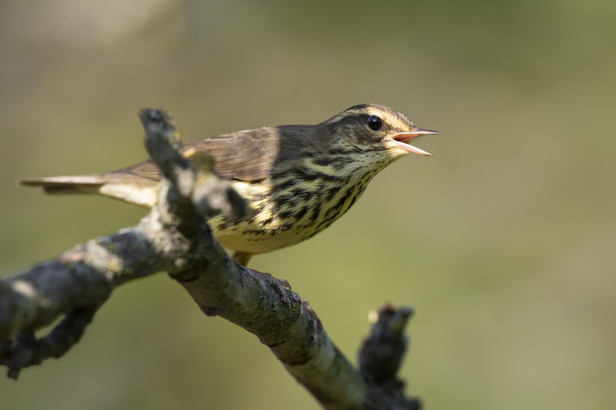 Northern Waterthrush - ML646477414