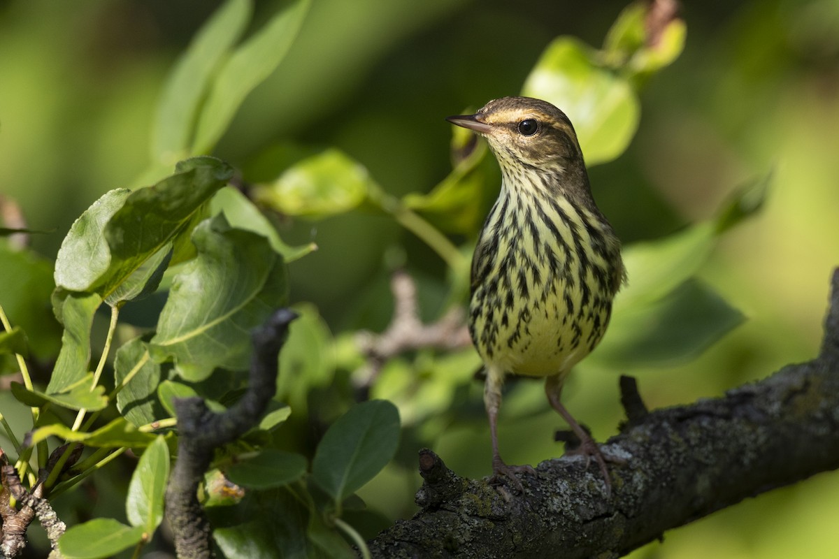Northern Waterthrush - ML646477415