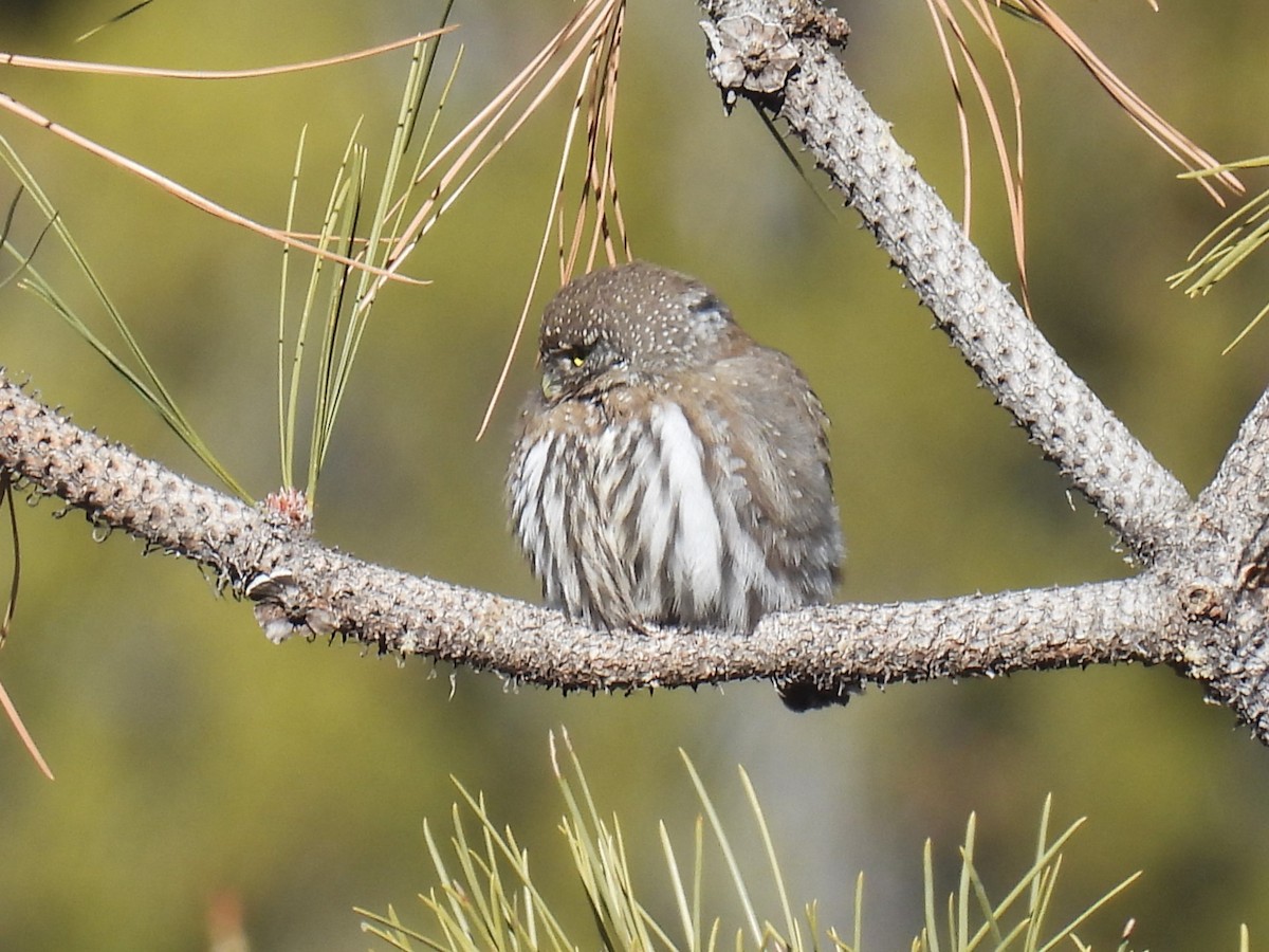 Northern Pygmy-Owl - ML646477416