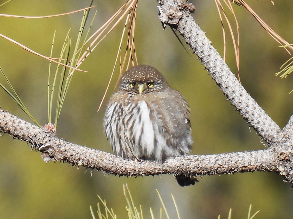Northern Pygmy-Owl - ML646477417