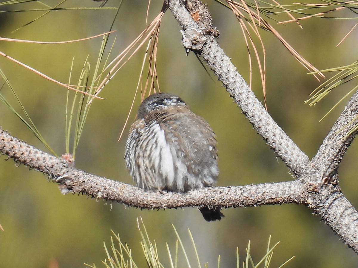 Northern Pygmy-Owl - ML646477418
