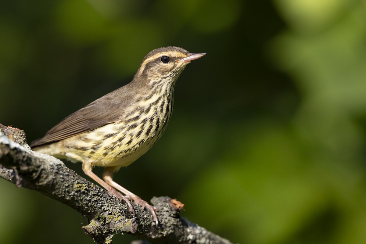 Northern Waterthrush - ML646477419