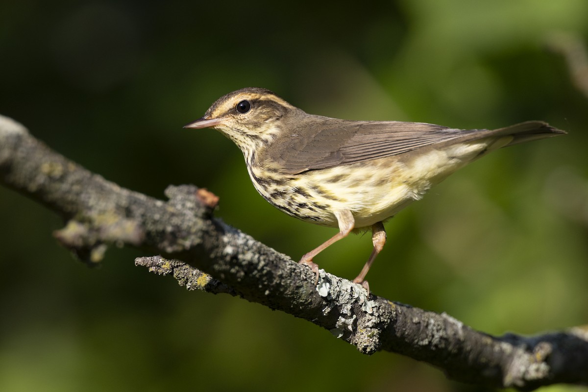 Northern Waterthrush - ML646477420