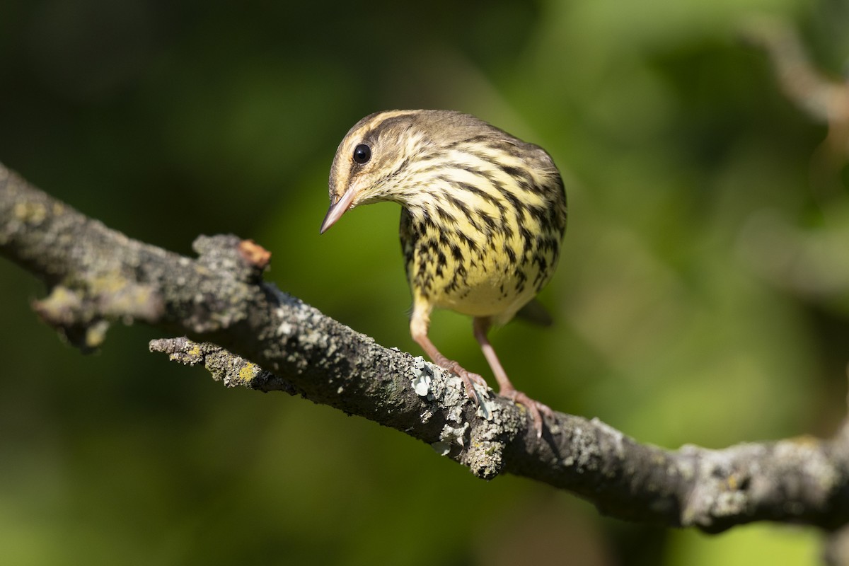 Northern Waterthrush - ML646477421