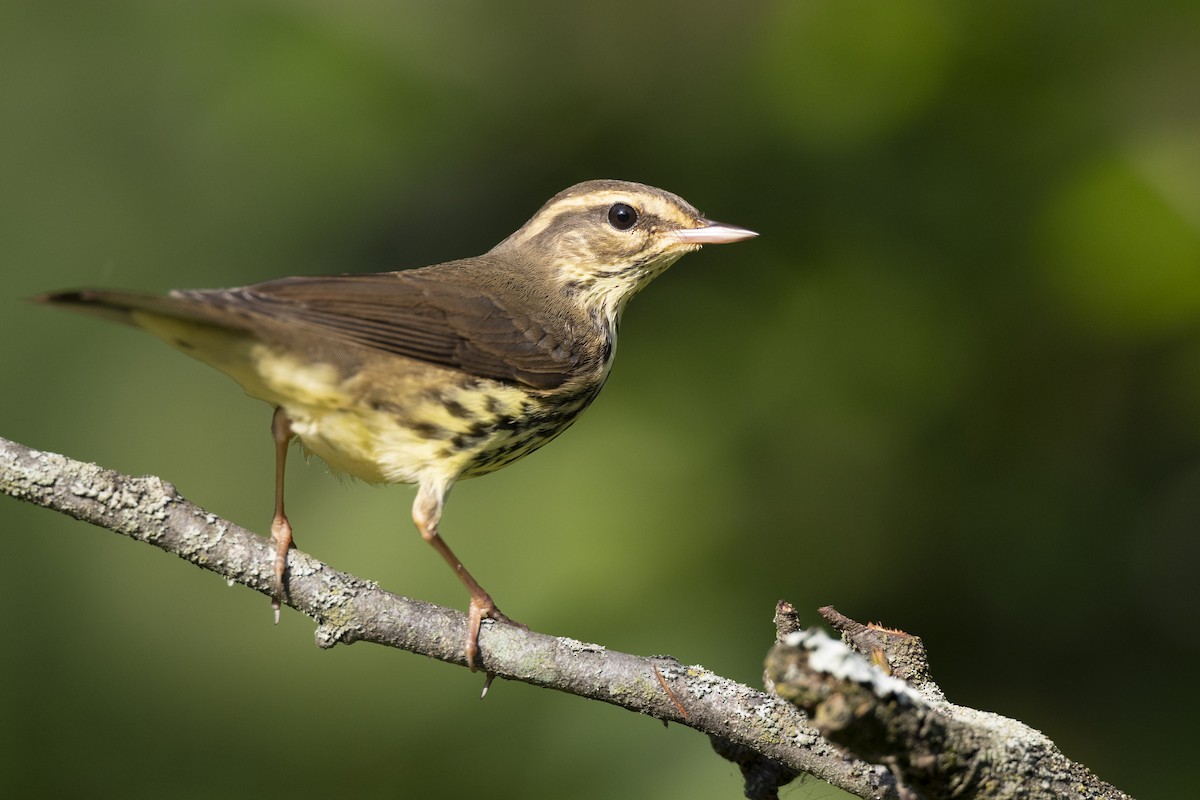 Northern Waterthrush - ML646477422