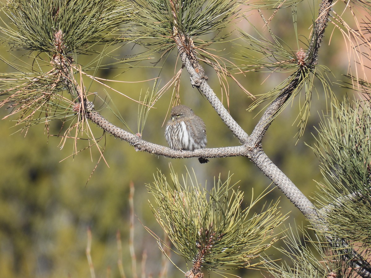 Northern Pygmy-Owl - ML646477423
