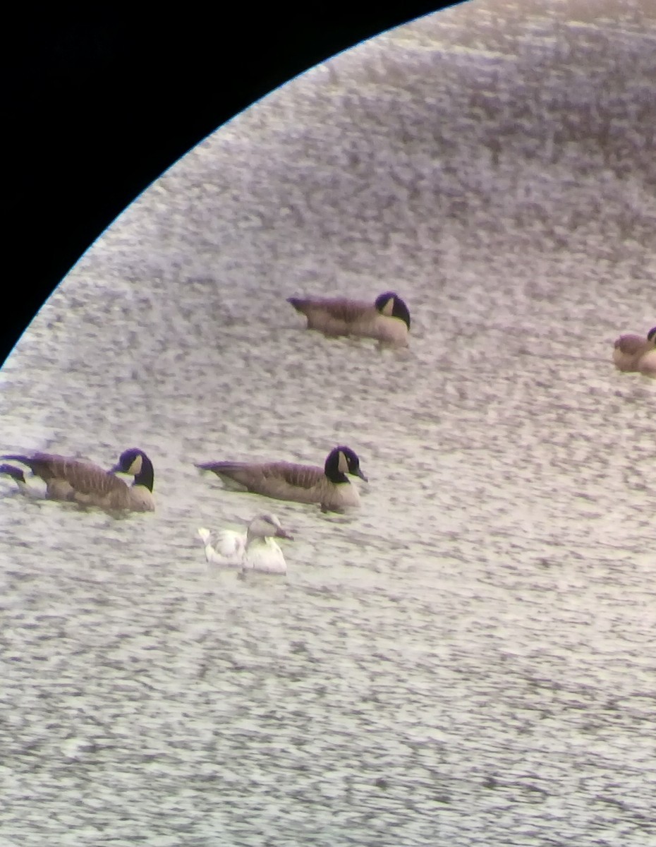 Snow Goose - ML646477427