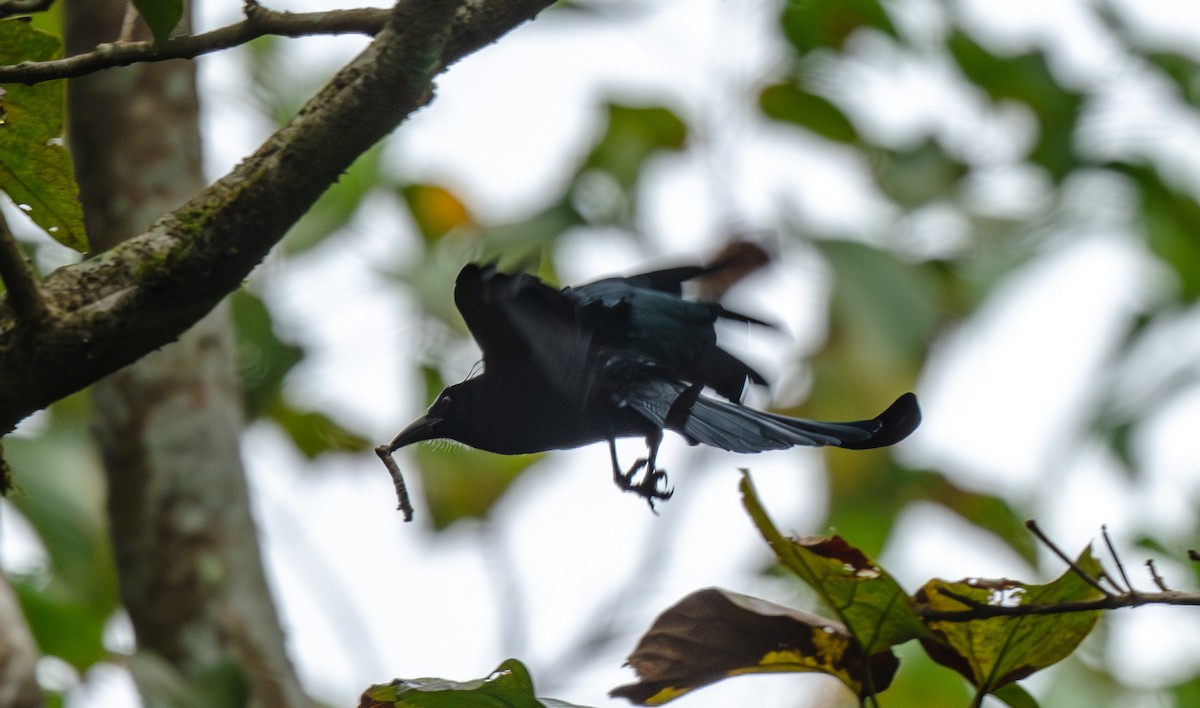 Hair-crested Drongo - ML646477428