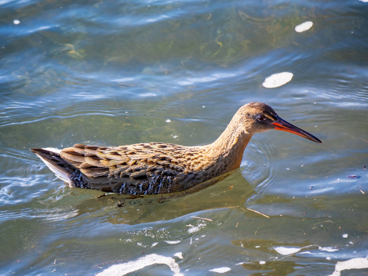 Ridgway's Rail - ML646477431