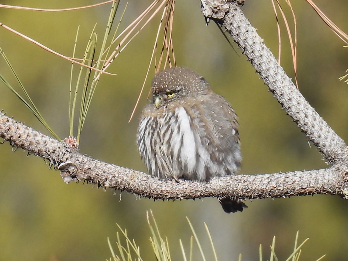 Northern Pygmy-Owl - ML646477432