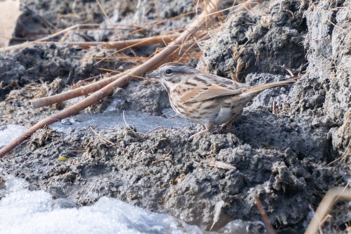 Song Sparrow - ML646477433