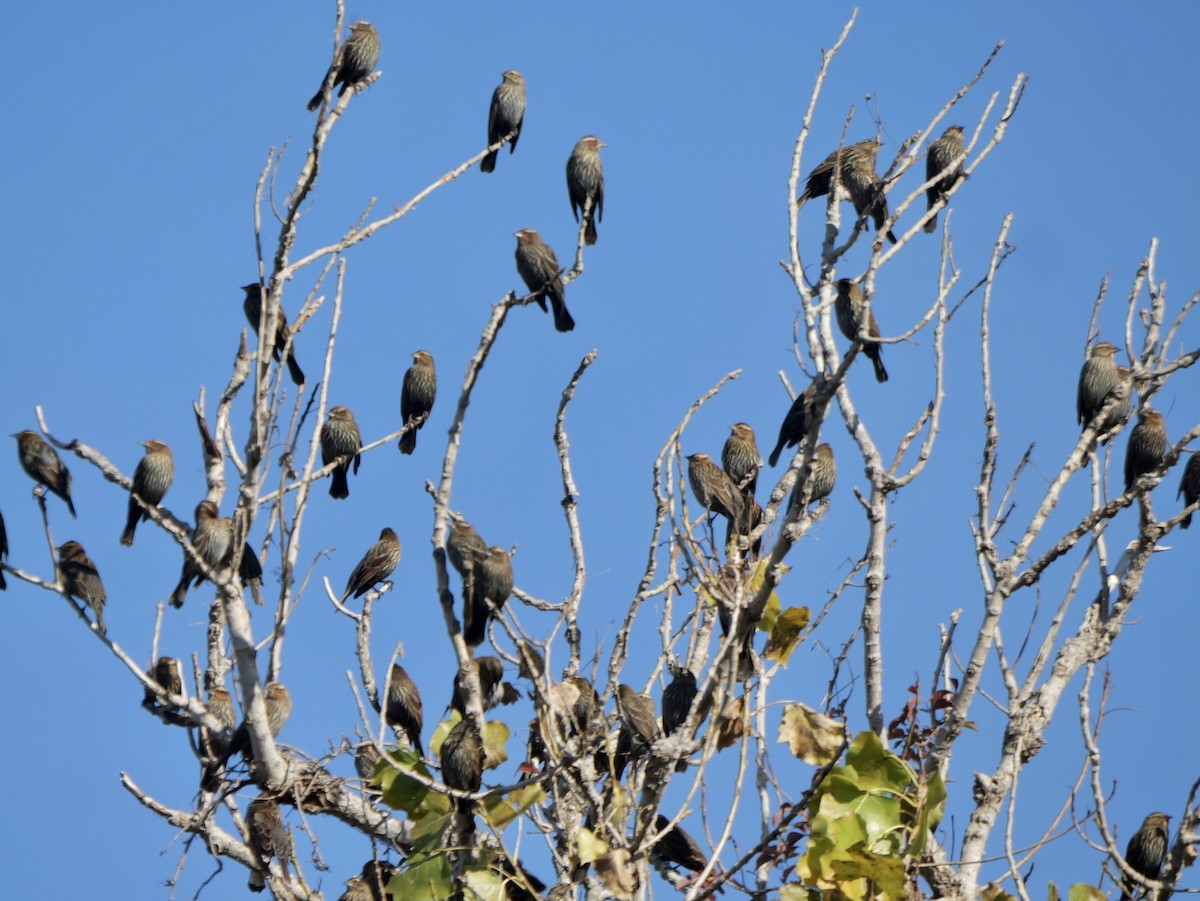 ハゴロモガラス - ML646477440