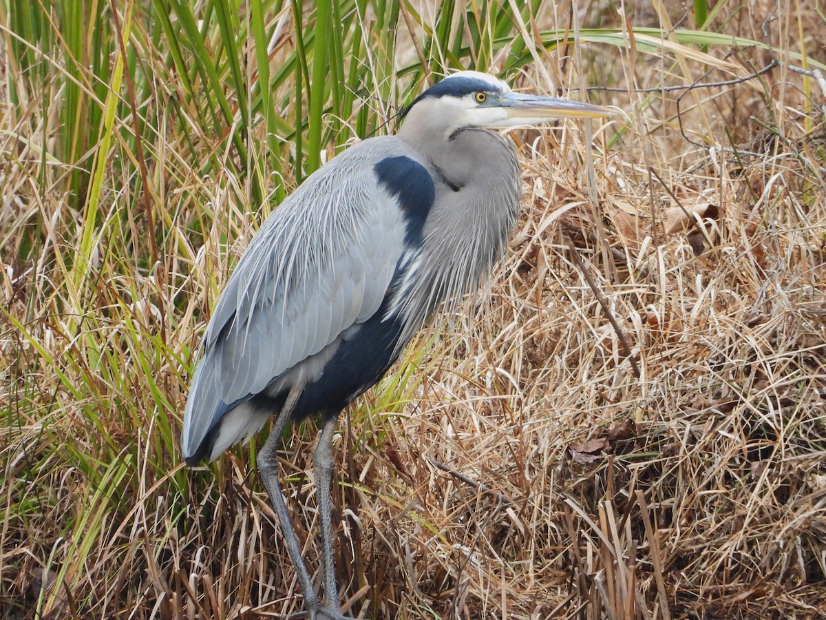 Great Blue Heron - ML646477442