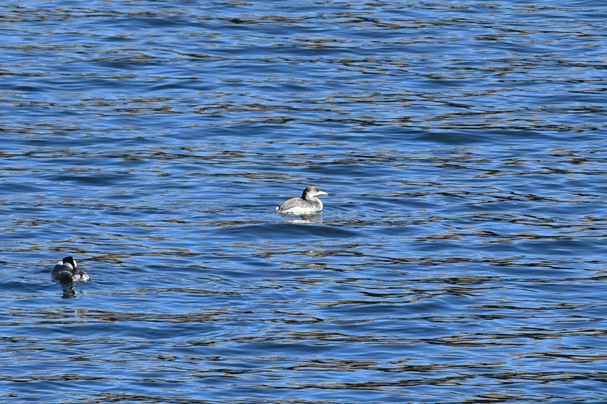 Red-necked Grebe - ML646477451