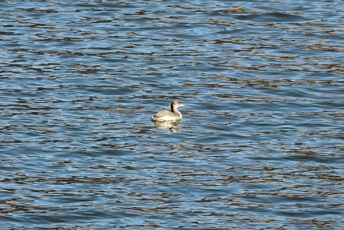 Red-necked Grebe - ML646477453