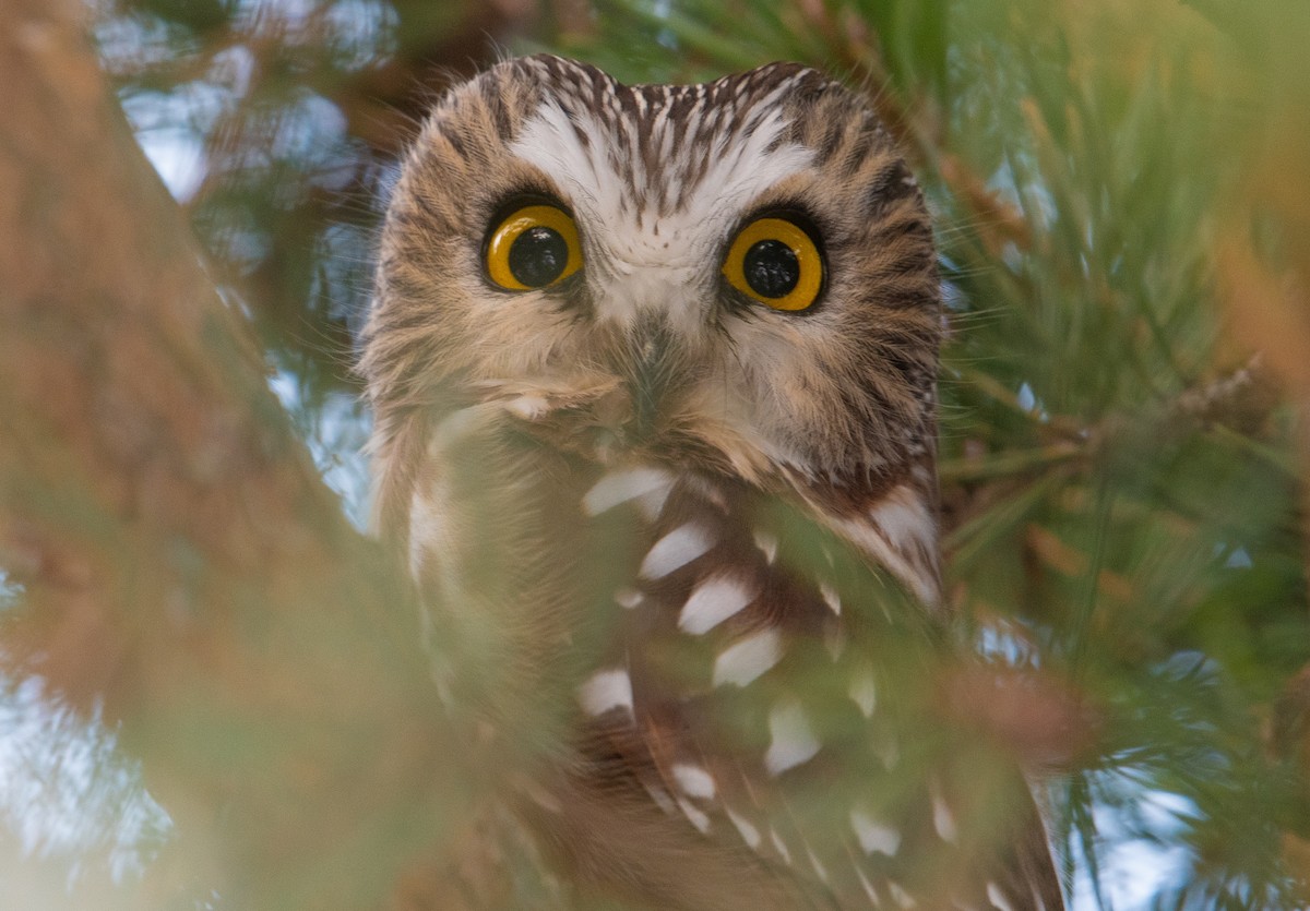 Northern Saw-whet Owl - ML646477454