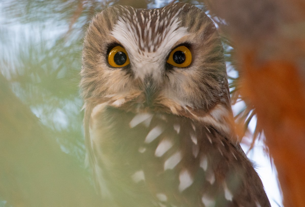 Northern Saw-whet Owl - ML646477455